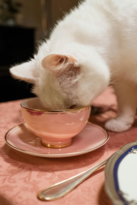 Tea Tasting with Kitty Cats