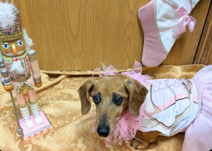 The Muttcracker Suite plus a Christmas Cabaret! with the Water Glass