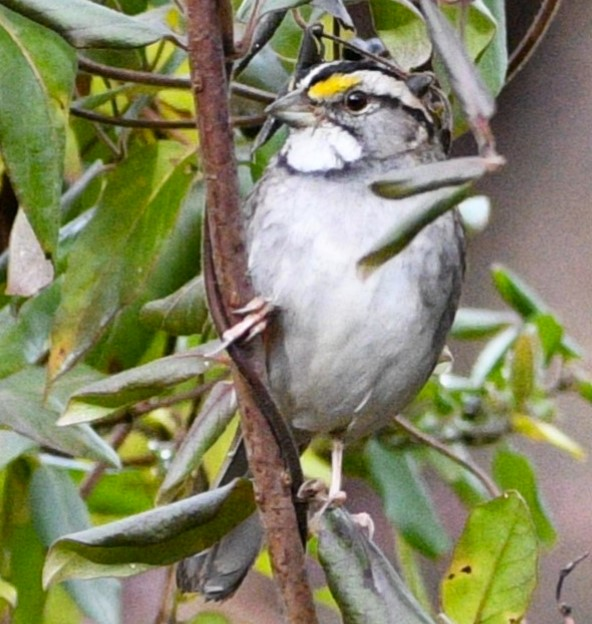 Winter Bird Walk, Open House & Organ Concert