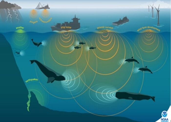 Ocean Sounds: Nā leo o ka moana