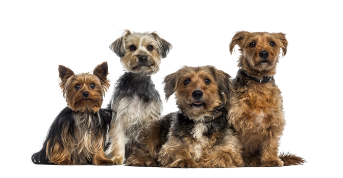 We Wanna Be Your Dog - A Tribute to Iggy & Iggy and the Stooges