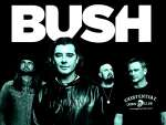 BUSH