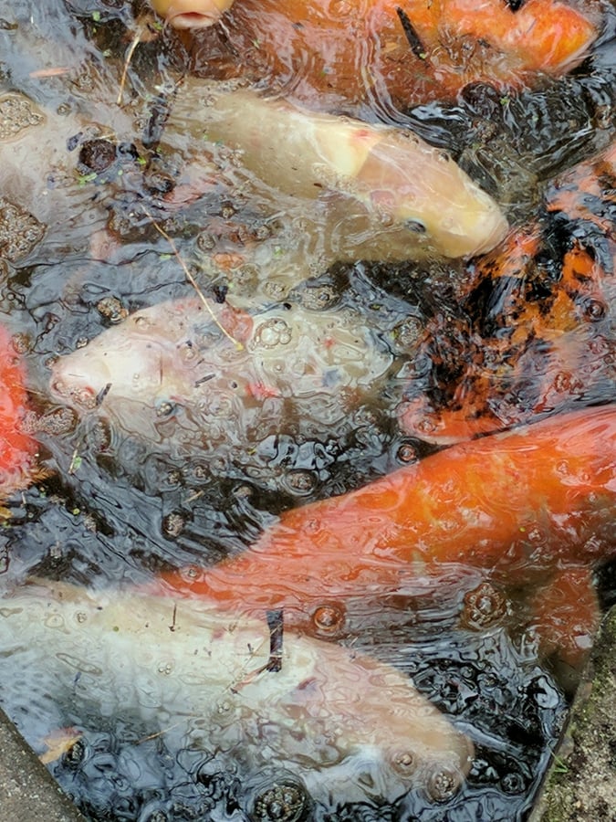 Memphis Japan Festival