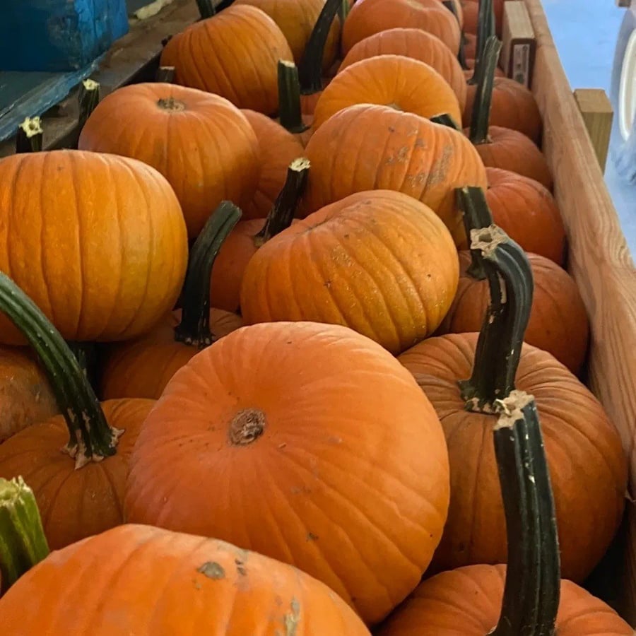 Nashville Fall Festival