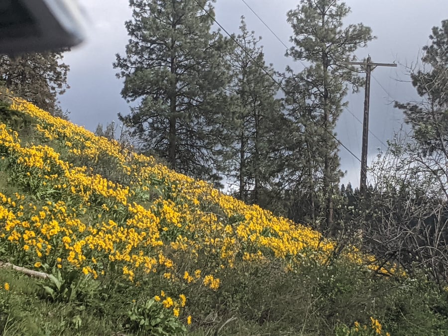 Washington State Apple Blossom Festival