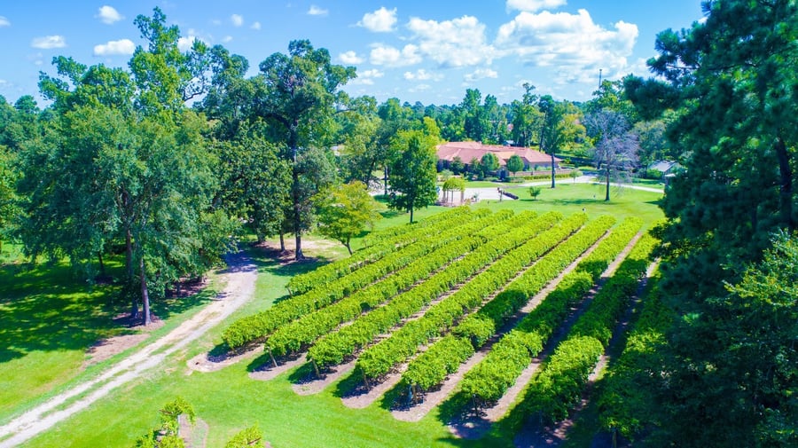 Wild Stallion Vineyards
