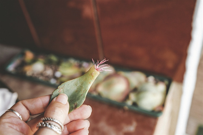 Propagation 101 | Greenhouse Tour