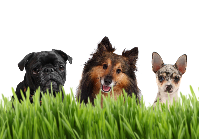 6th Annual Cars for Canines