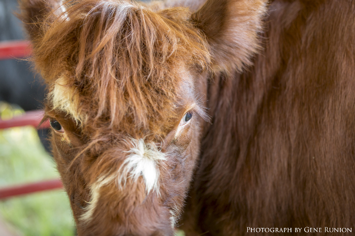 Albemarle County Fair