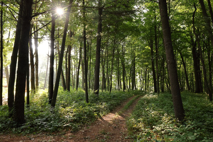 Family Search Workshop