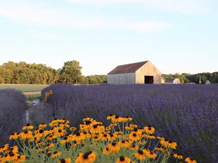 Lavender Nights Summer Series @ Dixon Family Farm