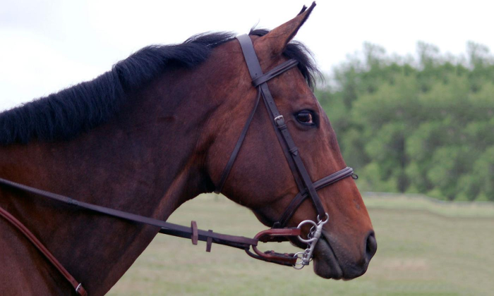 Drum Runner Series Barrel Racing