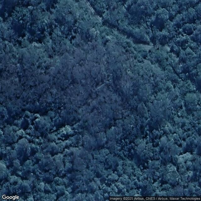 Arbol Pampero