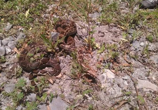 Liberación de una Boa Constrictora del Pacífico Mexicano