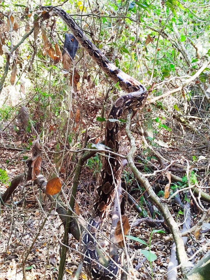 Liberación de una Boa constrictora del Pacífico Mexicano