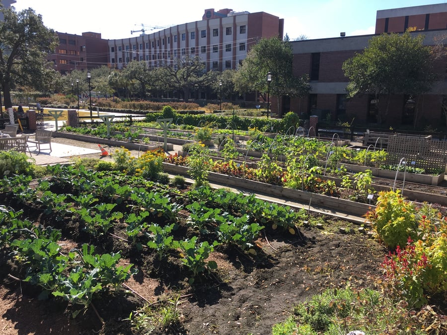 MUSC Urban Farm