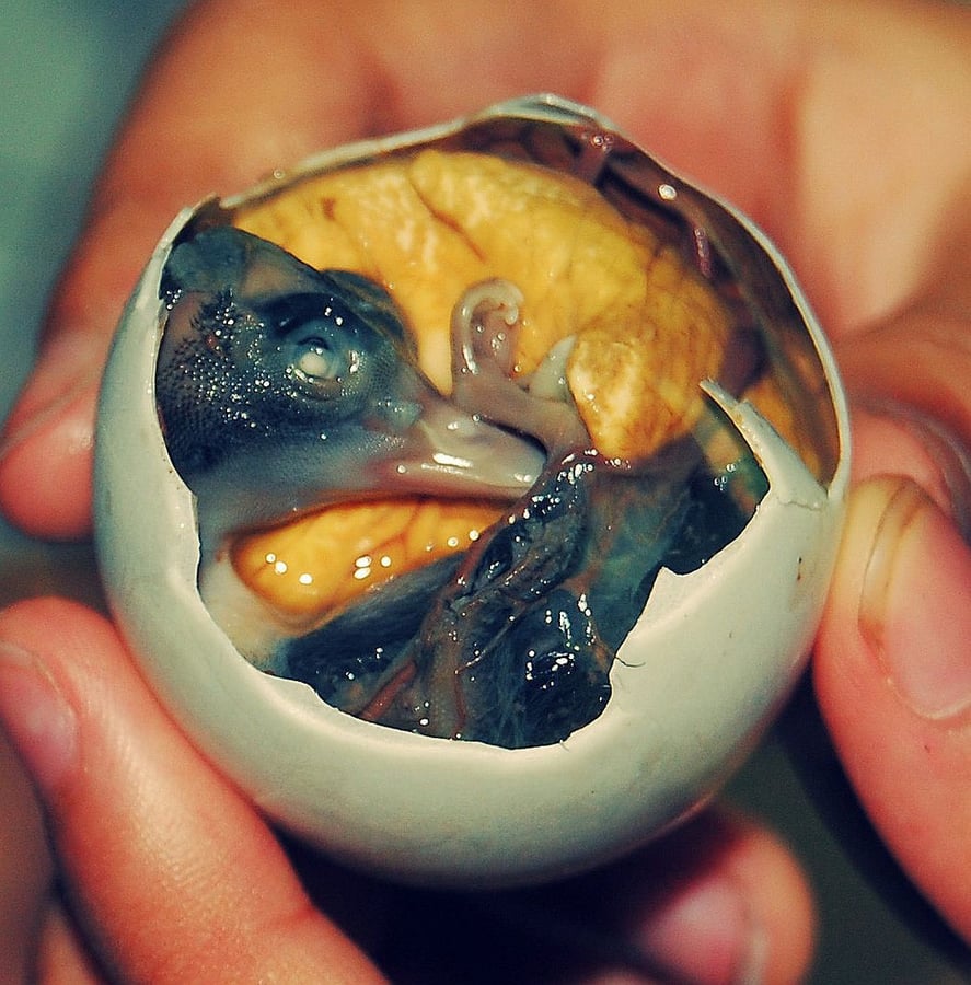 Balut - a developing bird embryo