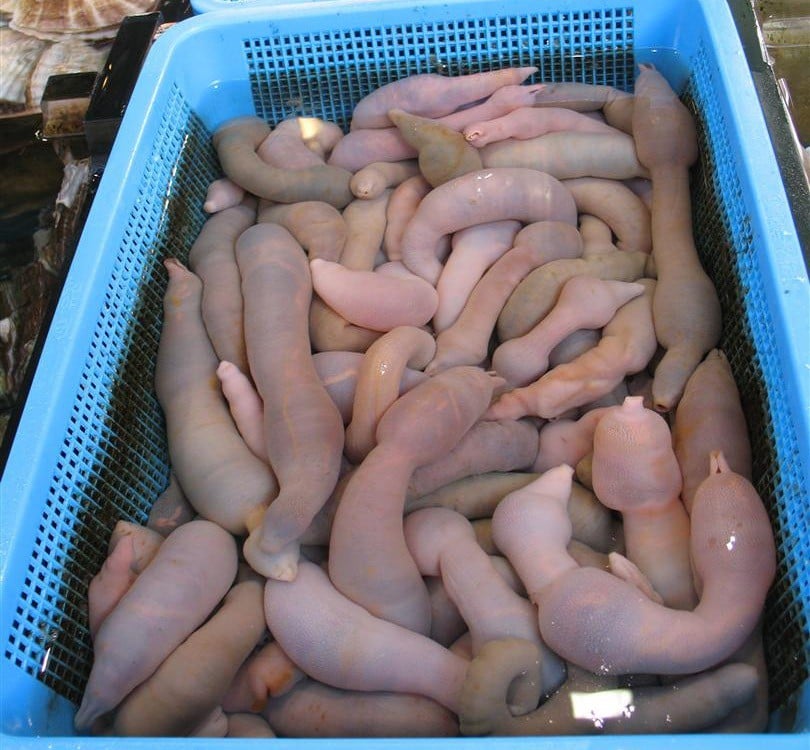Gaebul - penis fish