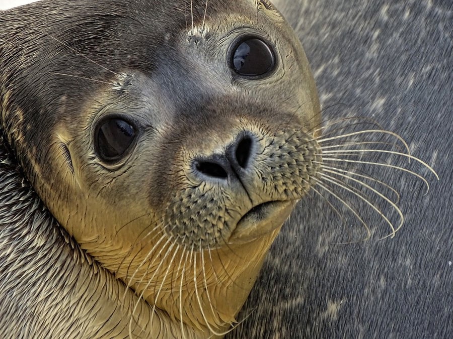 Seal eyeballs