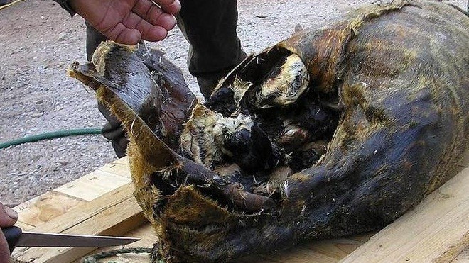 Kiviaq - seal skin bag filled with dead birds