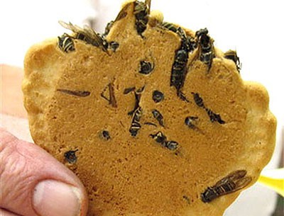 Wasp Crackers