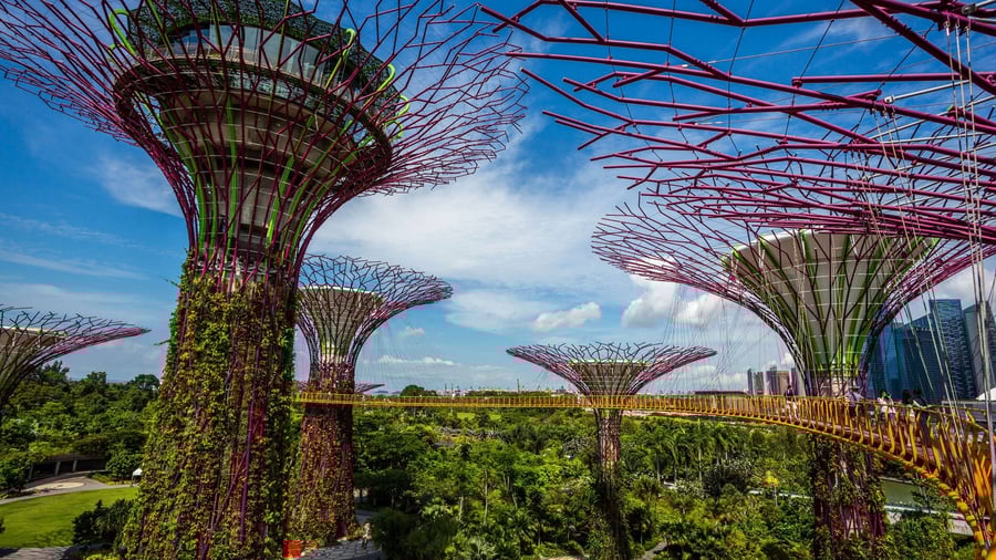 Supertree Observatory
