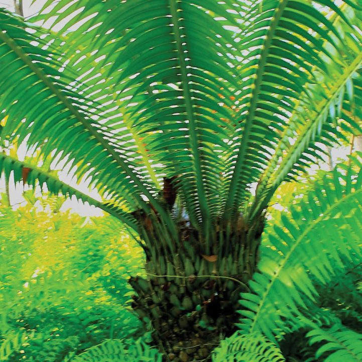 World of Palms