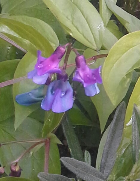Botanická zahrada UK