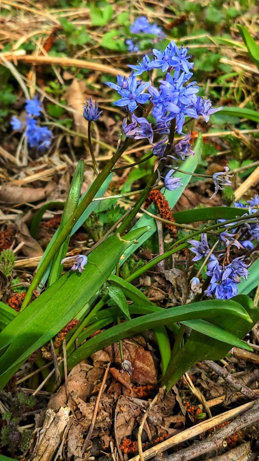 Scila dvojlistá - Scilla bifolia agg. L