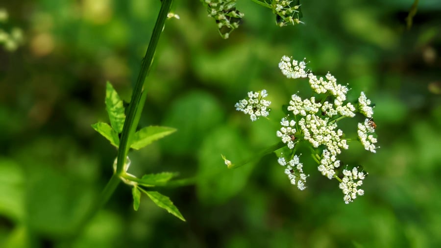 Kozonoha hostcová - Aegopodium podagraria