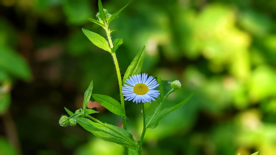 Turan ročný - Erigeron annuus