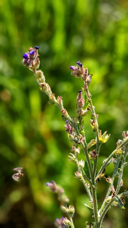 Smohla lekárska - Anchusa officinalis