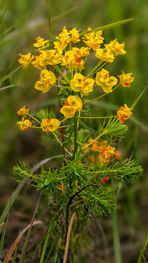Mliečnik chvojkový - Euphorbia cyparissias