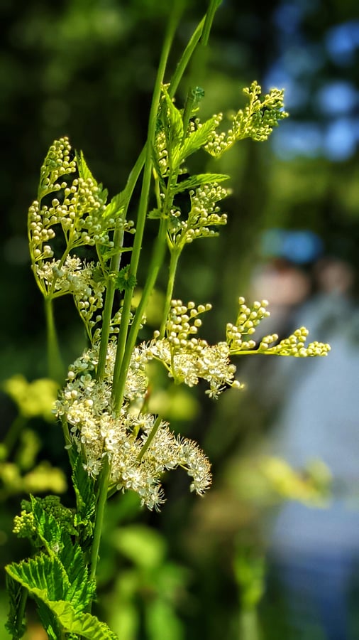 Túžobník brestový - Filipendula ulmaria