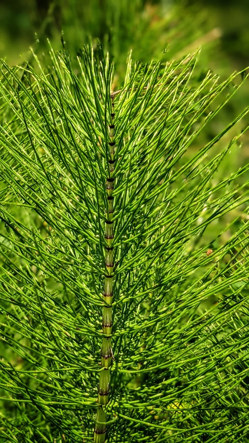 Praslička najväčšia - Equisetum telmateia