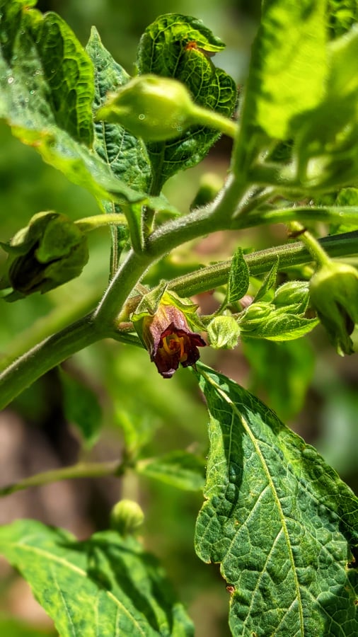 Ľuľkovec zlomocný - Atropa belladonna