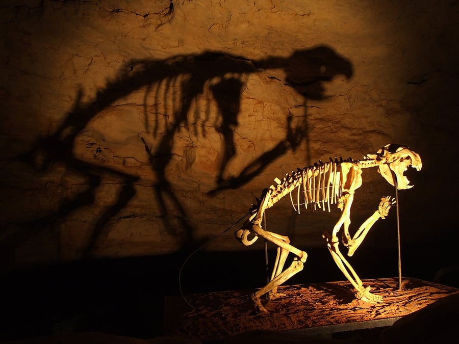 Australian Fossil Mammal Sites (Riversleigh / Naracoorte)