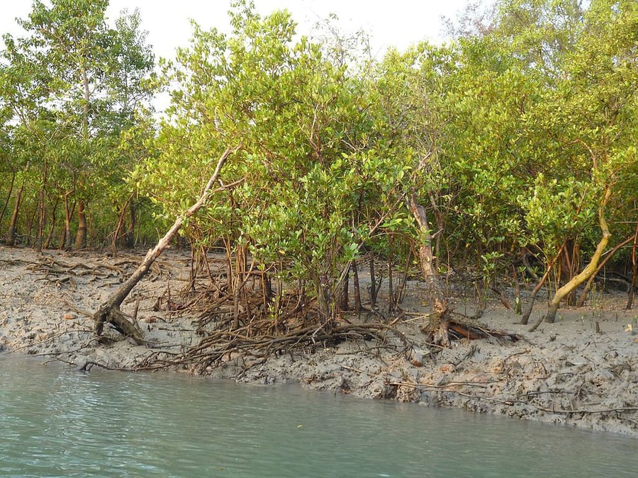 The Sundarbans