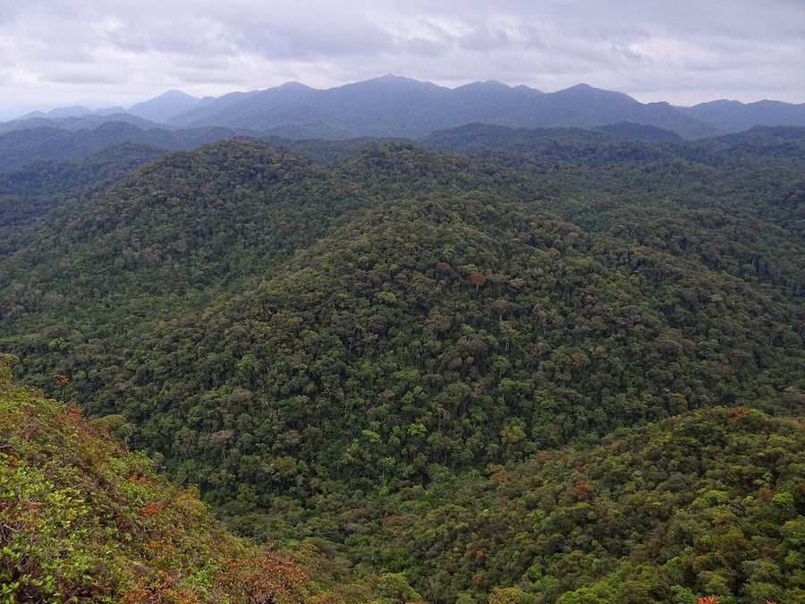 Atlantic Forest South-East Reserves