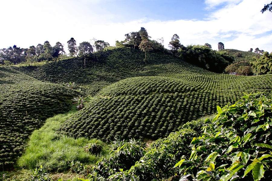 Coffee Cultural Landscape of Colombia