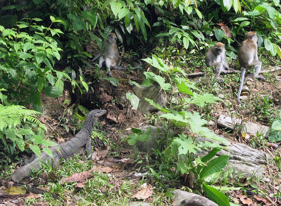 Tropical Rainforest Heritage of Sumatra