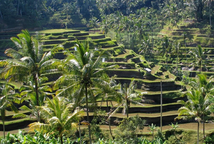 Cultural Landscape of Bali Province: the Subak System as a Manifestation of the Tri Hita Karana Philosophy