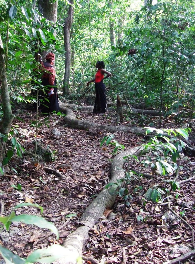 Sacred Mijikenda Kaya Forests