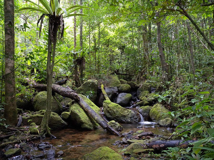 Rainforests of the Atsinanana
