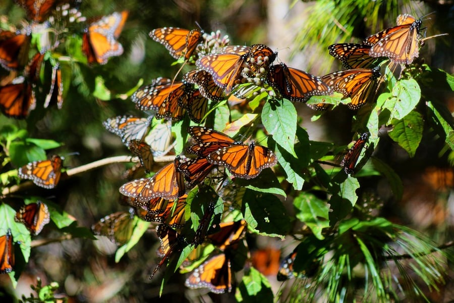 Monarch Butterfly Biosphere Reserve