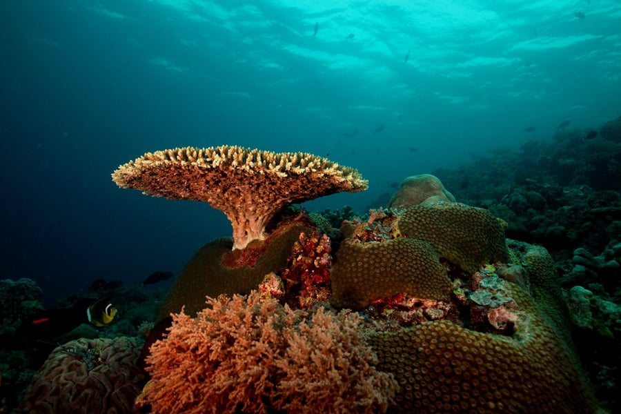 Tubbataha Reefs Natural Park