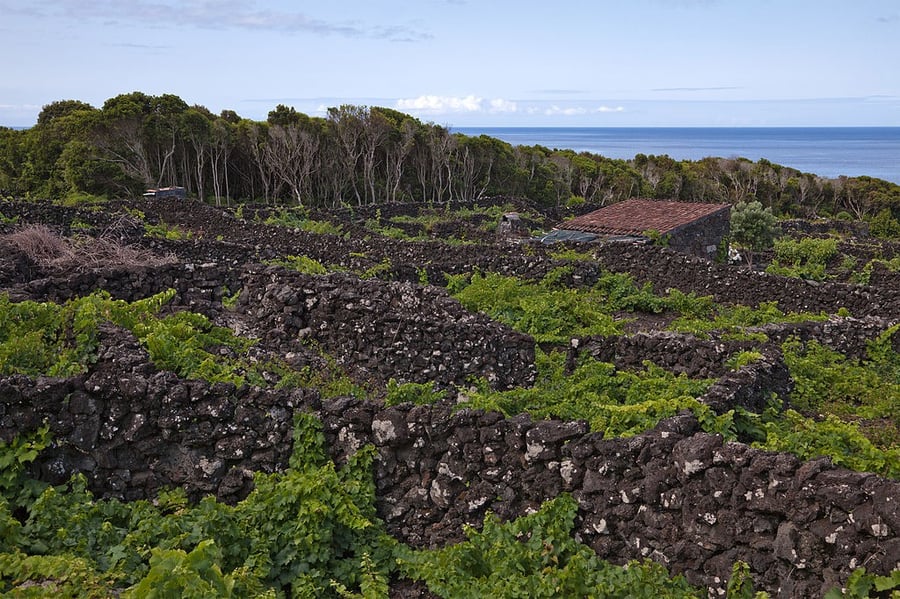 Landscape of the Pico Island Vineyard Culture