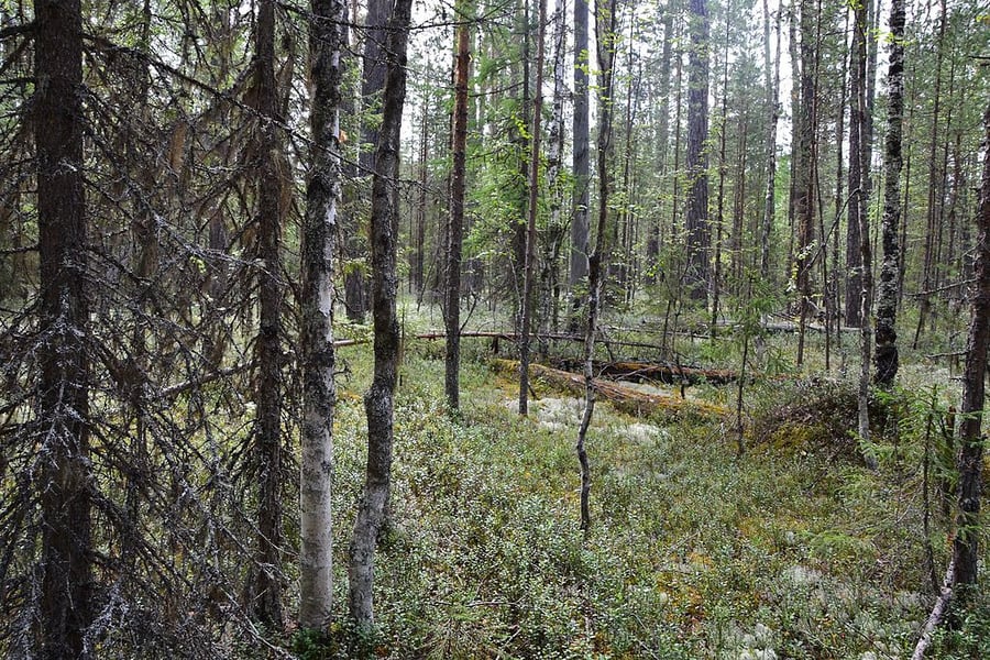 Virgin Komi Forests