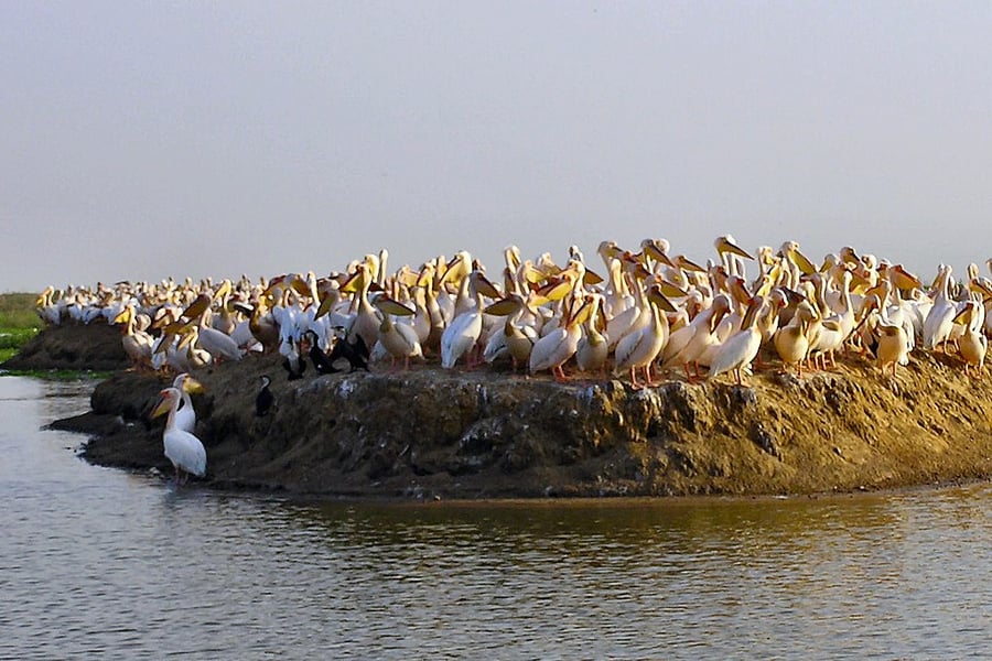 Djoudj National Bird Sanctuary