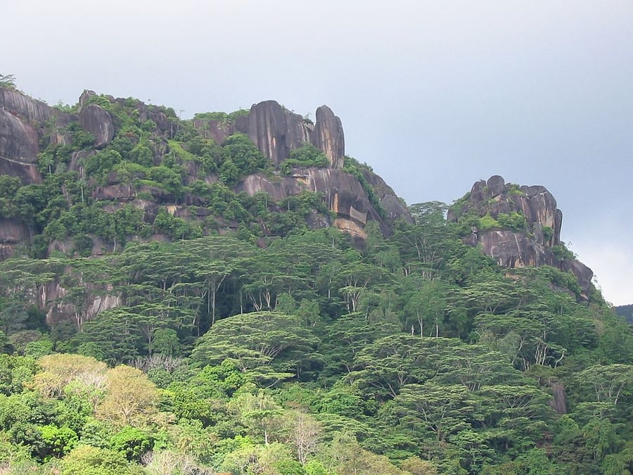 Vallée de Mai Nature Reserve